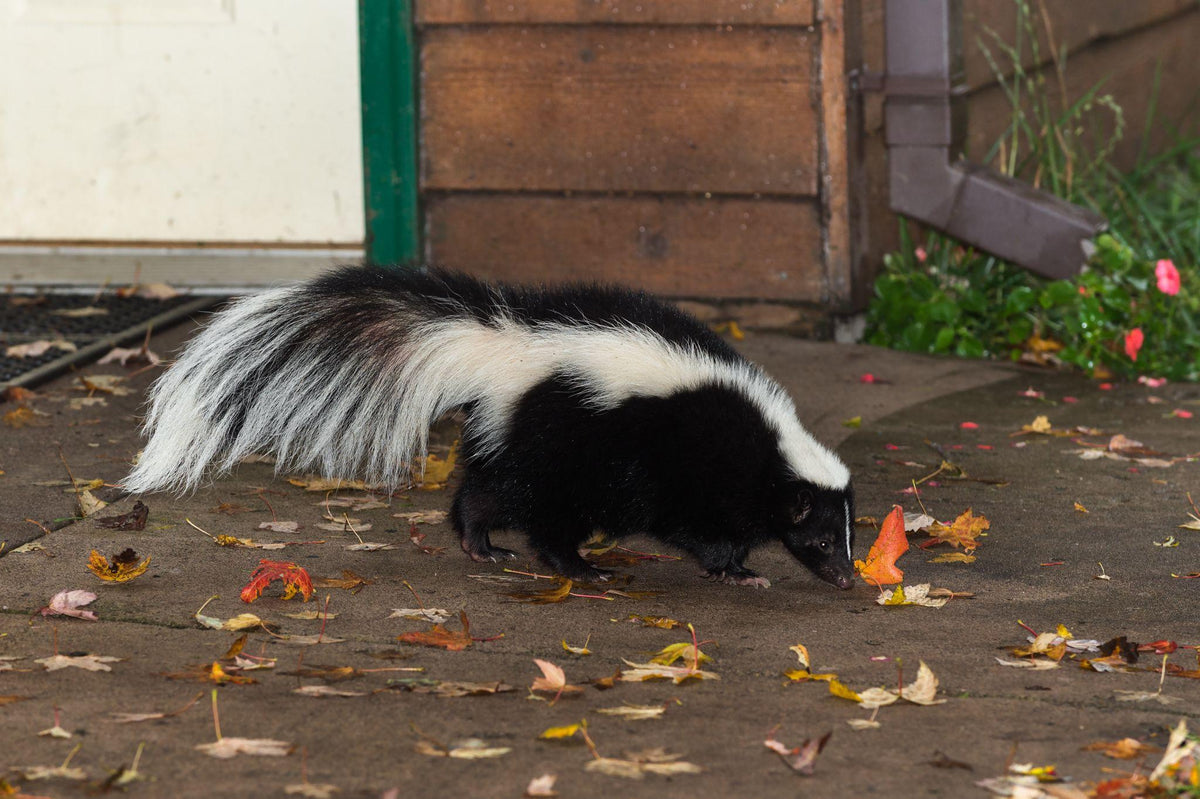 How to Remove Skunk Smell from Skin: Effective Home Remedies